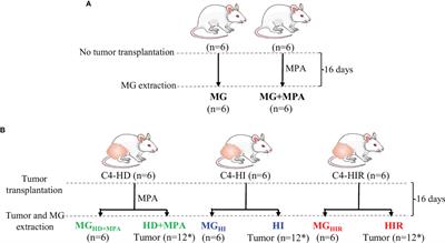 Metabolic Adaptations in an Endocrine-Related Breast Cancer Mouse Model Unveil Potential Markers of Tumor Response to Hormonal Therapy